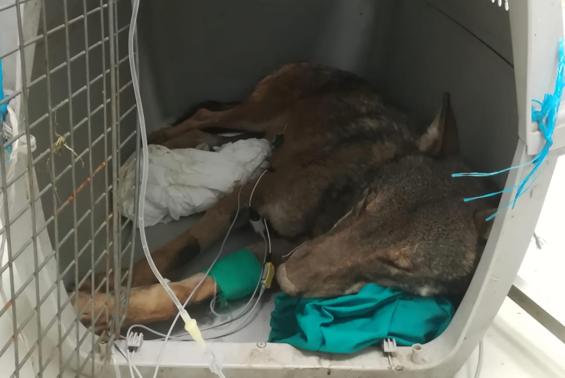 lupo salvato nel cilento