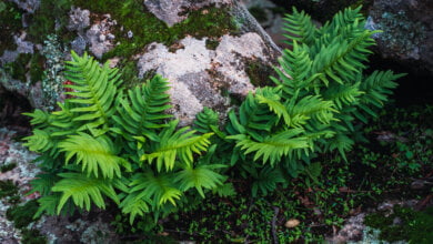 selaginella