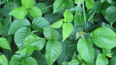 Toxicodendron radicans