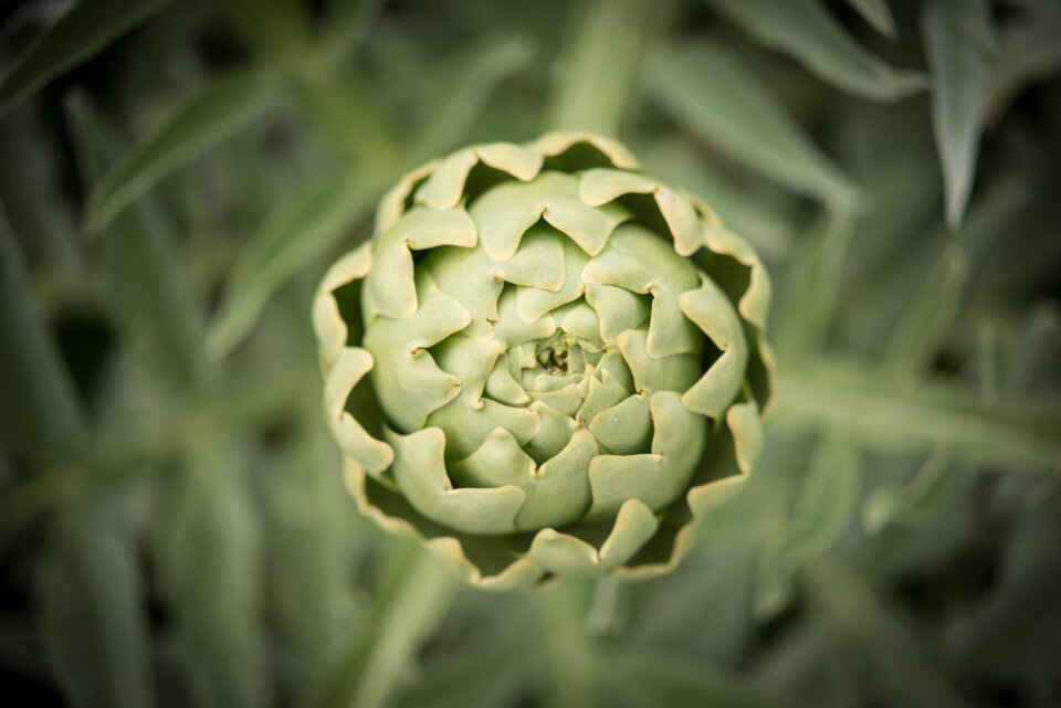 bianco tanagro