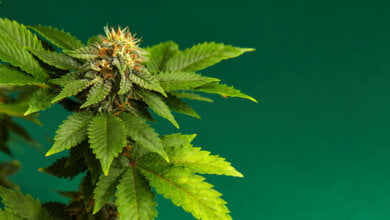 cannabis