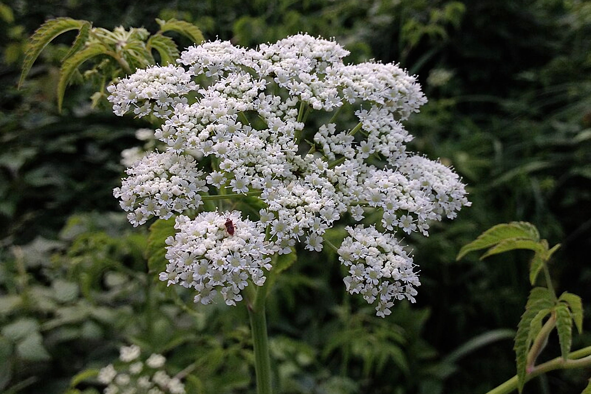 cicuta