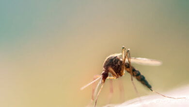 dengue
