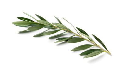 domenica delle palme