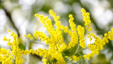 mimose