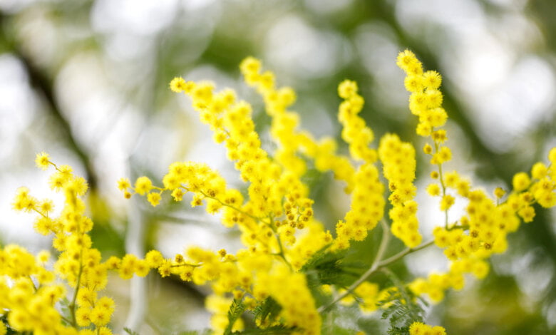 mimose