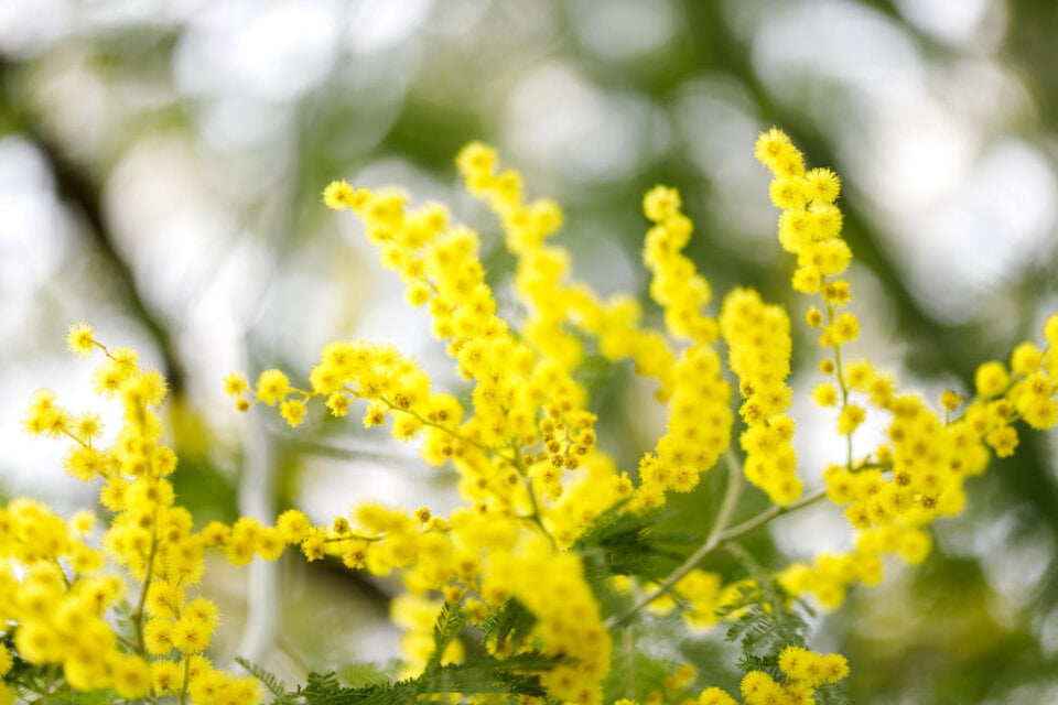 mimose