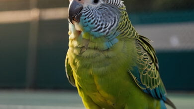 pappagallo