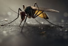 allarme zanzare in italia