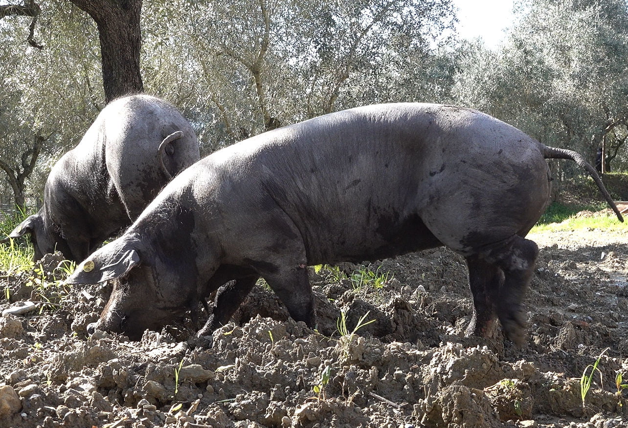 pelatella