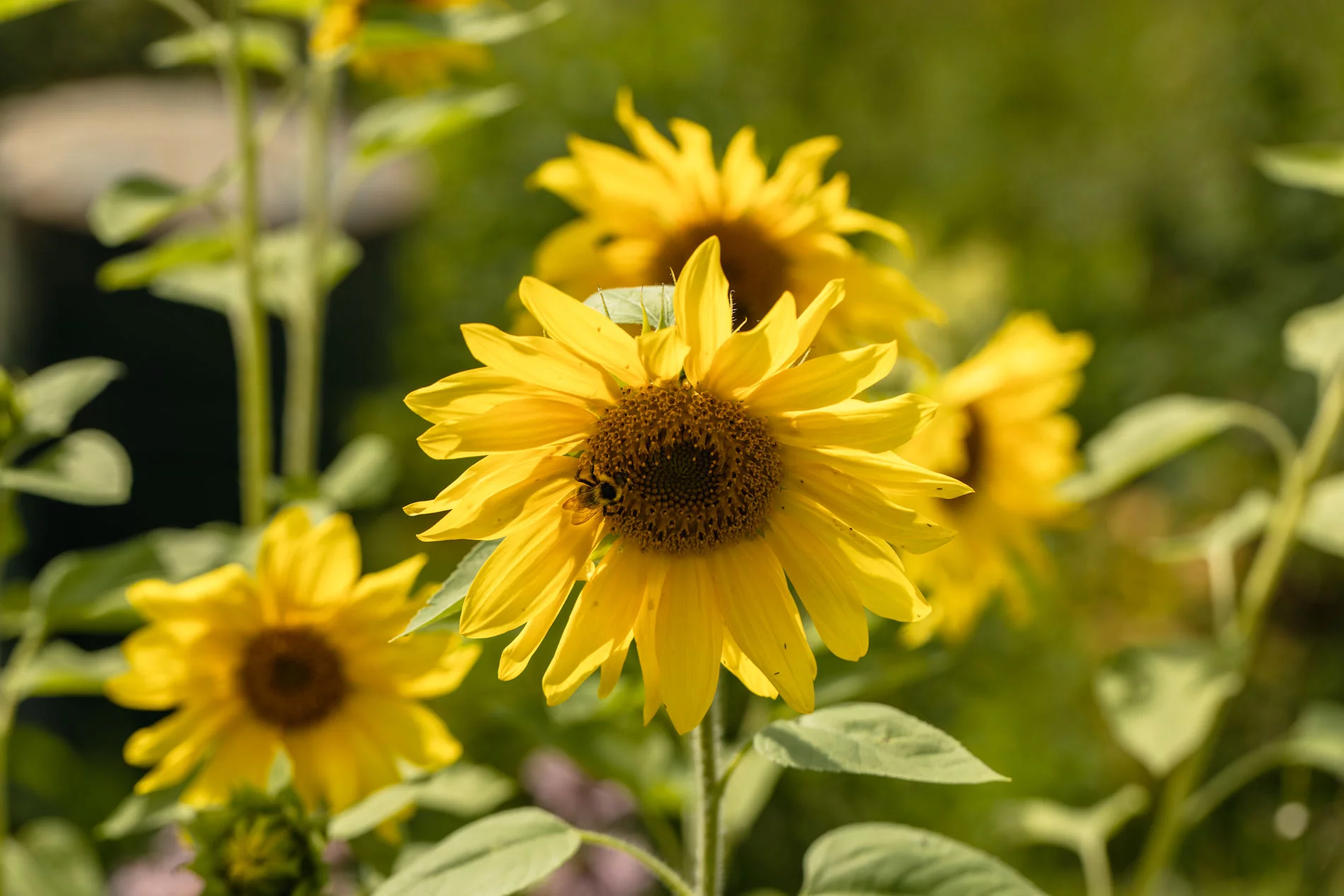 GIRASOLE