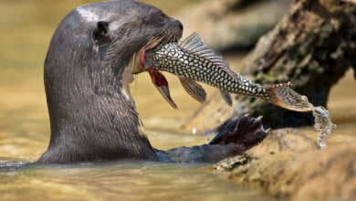 lontra