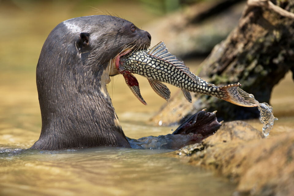 lontra
