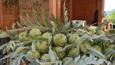 AULETTA CARCIOFO BIANCO