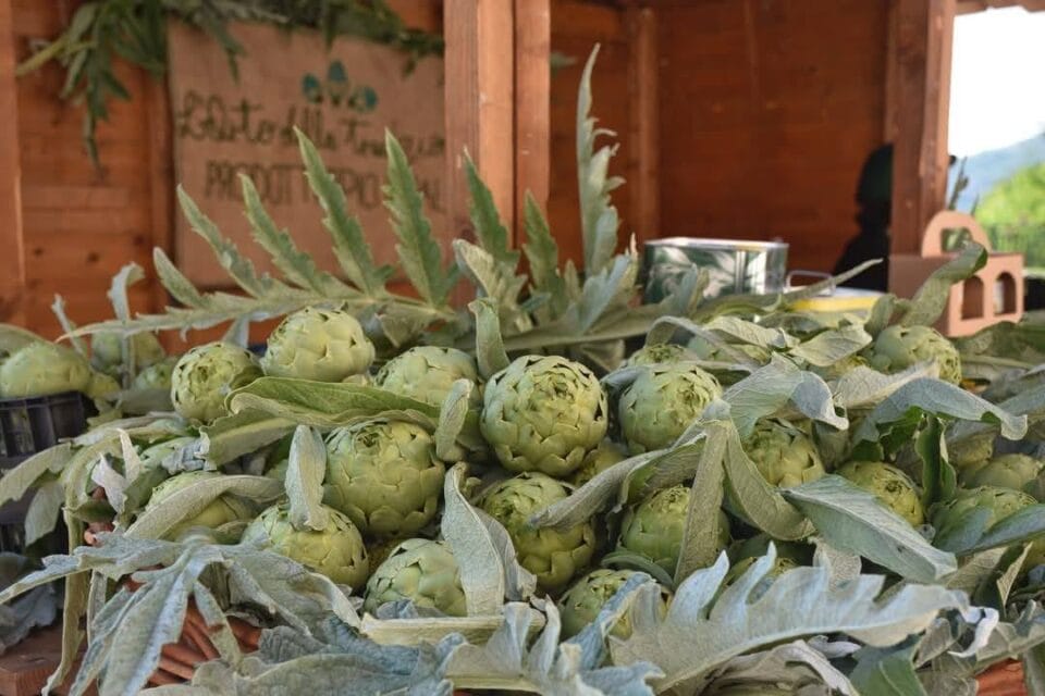 AULETTA CARCIOFO BIANCO