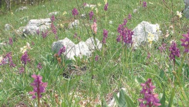 Festa della Valle delle Orchidee sassano