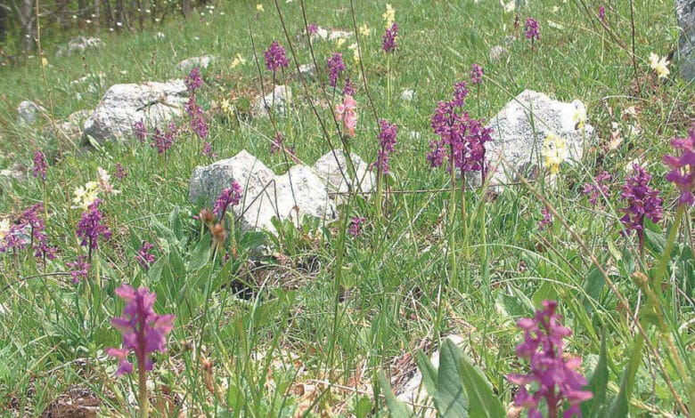 Festa della Valle delle Orchidee sassano