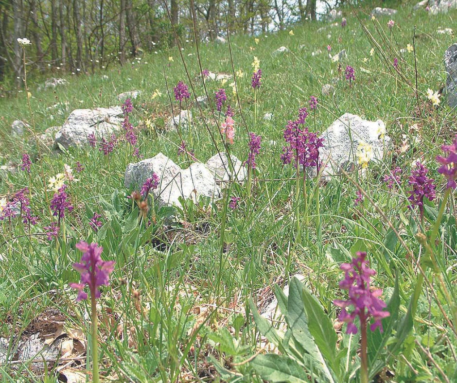 Festa della Valle delle Orchidee sassano