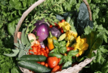Screenshot at Rosmarinonews.it Comunità del cibo e biodiversità il progetto VA.PA.AGRO. del CREA porta in viaggio l’agrobiodiversità campana