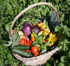 Screenshot at Rosmarinonews.it Comunità del cibo e biodiversità il progetto VA.PA.AGRO. del CREA porta in viaggio l’agrobiodiversità campana